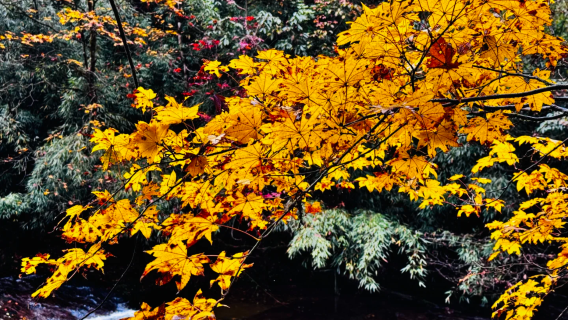 成都龍蒼溝純玩一日遊+絕美秋色+林間徒步