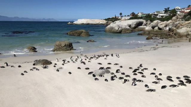 Lawatan sehari di Cape Town: Akuarium Dua Lautan + Muzium Hati Cape Town + Dataran Pasar Hijau + Long Street