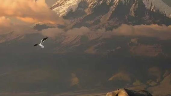 Kenya + Nairobi: Pengangkutan dari Lapangan Terbang ke Hotel | Sewaan Peribadi dalam Bahasa Cina | Perjalanan Boleh Disesuaikan