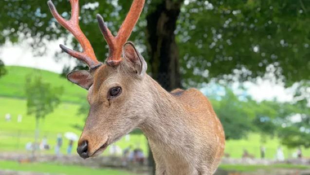 Japan Kyoto/Osaka/Nara/Uji/Kobe Private Charter for One Day in Kansai - Inquire Now for Discount