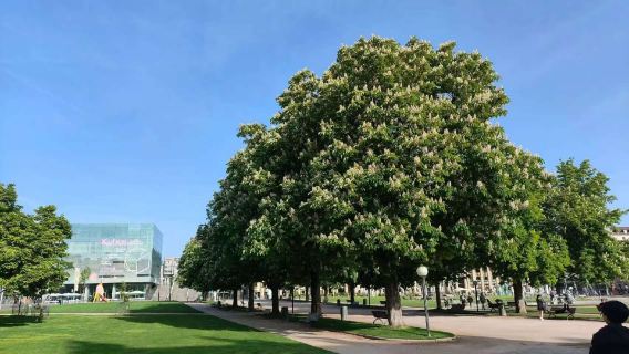 Excursión de un día al Palacio Nuevo de Stuttgart, la Plaza del Palacio, el Palacio Antiguo y el Museo Estatal de Wurtemberg