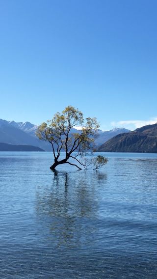 Queenstown 6-hr join-in tour: Arrowtown Trail + Wanaka Lake View + The Lone Tree