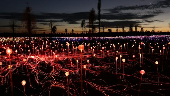 Field of Light Uluru: общий вход + трансфер