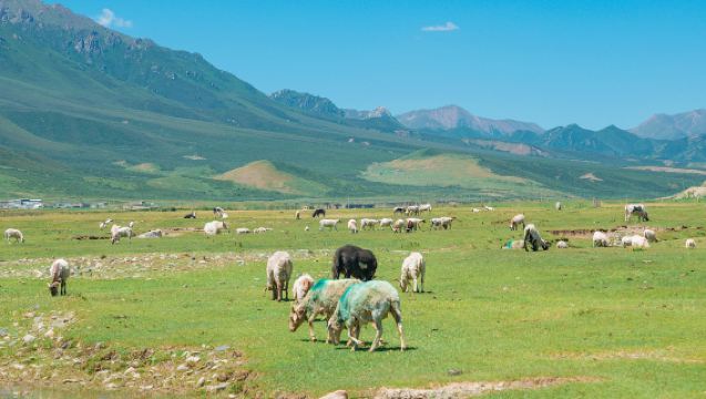 馬牙雪山+烏鞘嶺＋天梯山石窟＋白塔寺 航拍+相機（必成團）