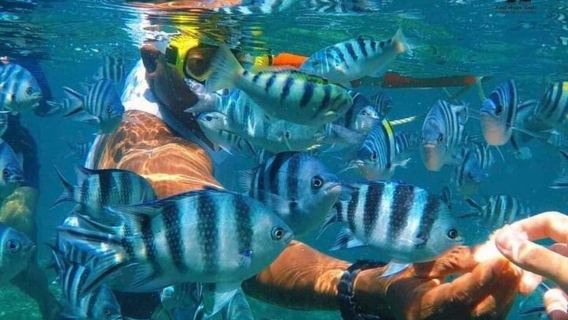 Zanzibar: Dolphins swim, Snorkeling, starfish & BBQ lunch