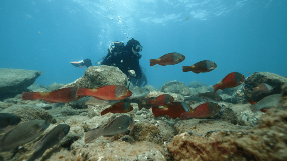 Tenerife: YOUR FIRST SCUBA DIVING EXPERIENCE at Playa de las Vistas