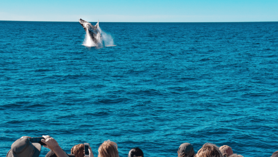 Mooloolaba: Whale Watching Cruise