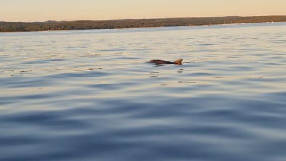 Rovinj: Shared Dolphin and Sunset Tour with Drinks