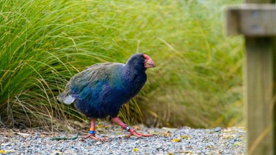 ジーランディア日帰りツアー：少人数で楽しむ原生林と野生生物の観察