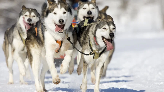 Trải nghiệm xe chó kéo husky tại Rovaniemi, Phần Lan có thể nâng cấp dịch vụ tiếng Trung