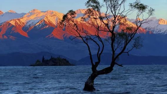 Partida de Queenstown: passeio personalizado às árvores solitárias e aos lagos Wanaka e Hawea com busca no hotel