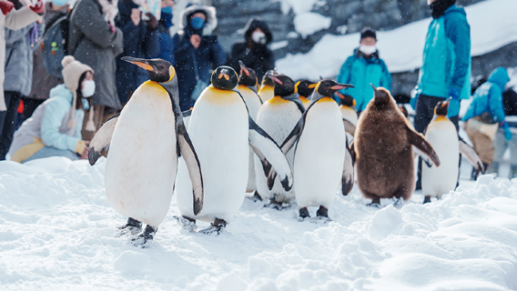 Hokkaido · Excursion d'une journée à Biei et Asahikawa|Petits groupes de 9 personnes/Bus|Peut inclure le billet d'entrée au zoo