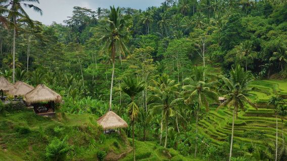 キンタマーニ+ティルタウンプル寺院+ライステラス+滝 8時間ツアー【貸切/アレンジ可/日本語・英語/ホテル送迎付】