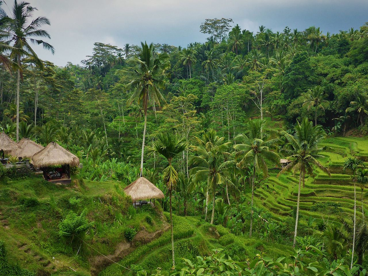 Tour de 8 horas por Kintamani + Templo Tirta Empul + Terraza de Arroz + Cascada [Tour privado/Organizaciones disponibles/Japonés/Inglés/Recogida y regreso al hotel incluidos]