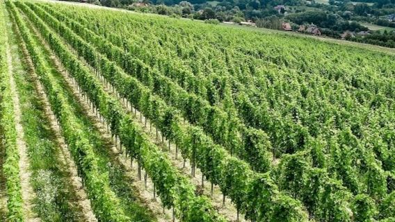 Wieliczka: visita al vigneto e degustazione di vini da Cracovia