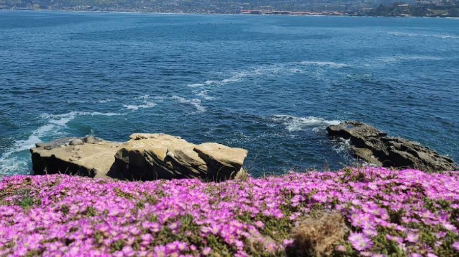 美國聖地牙哥海洋世界+聖地牙哥老城+拉霍亞海灣+拉霍亞海岸