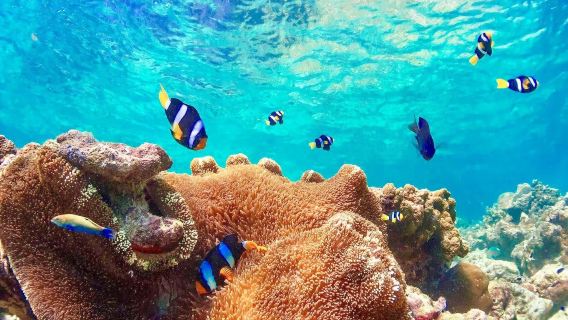 キャプリコーン号豪華ヨット:ピーピー諸島+マイトーン島+ロングテールボートでパラダイス湾クルーズ|ダイビングアップグレード可能