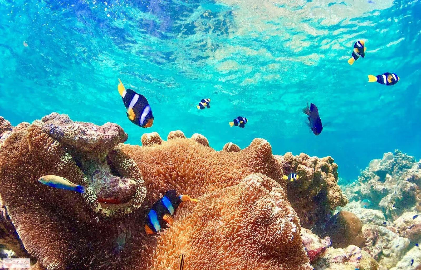 摩羯號豪華遊艇:38人團,皮皮島+蜜月島+長尾船|可深潛