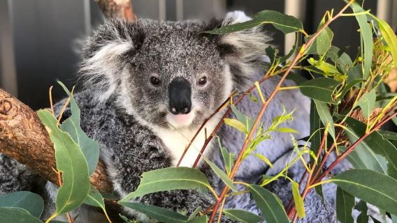 Sydney: Port Stephens Dolphin Cruise and Koalas - Mandarin