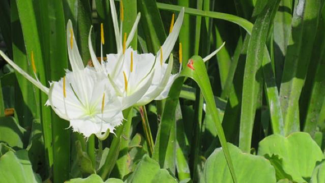 Orlando: Kajaktour in kleiner Gruppe durch Rock Springs Run