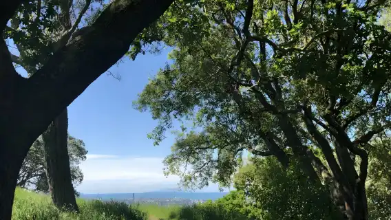 ทัวร์ 1 วันเส้นทางคลาสสิกในเมืองโอ๊คแลนด์ ประเทศนิวซีแลนด์ [ไกด์ภาษาจีน/ไกด์ภาษาอังกฤษ]