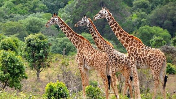 Zanzibar: Mikumi National Park Day Trip with Flights