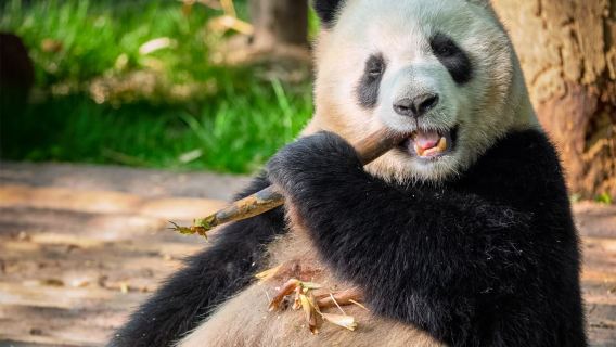 [7 วัน 6 คืน] ดินแดนลึกลับแห่งเสฉวน - สำรวจธรรมชาติและวัฒนธรรมอันงดงาม