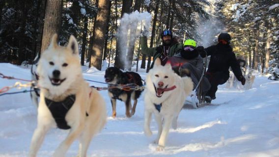 Dogsledding Nordic Adventure near Mont-Tremblant