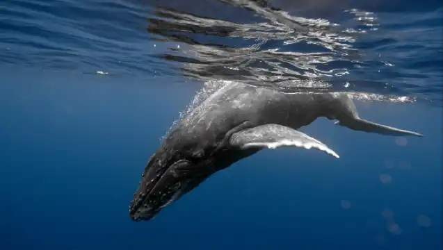 ทัวร์ล่องเรือชมปลาวาฬและโลมาในโอ๊คแลนด์ นิวซีแลนด์ การเดินทางเพื่อค้นพบปลาวาฬและโลมา