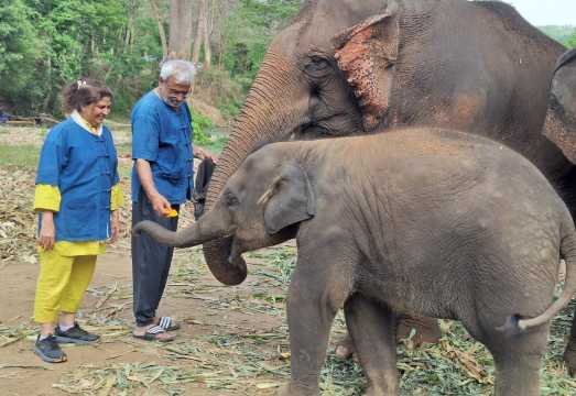 Chiang Mai Living Green Elephant Sanctuary&Foundation + Doi Inthanon National Park Hiking Day Tour