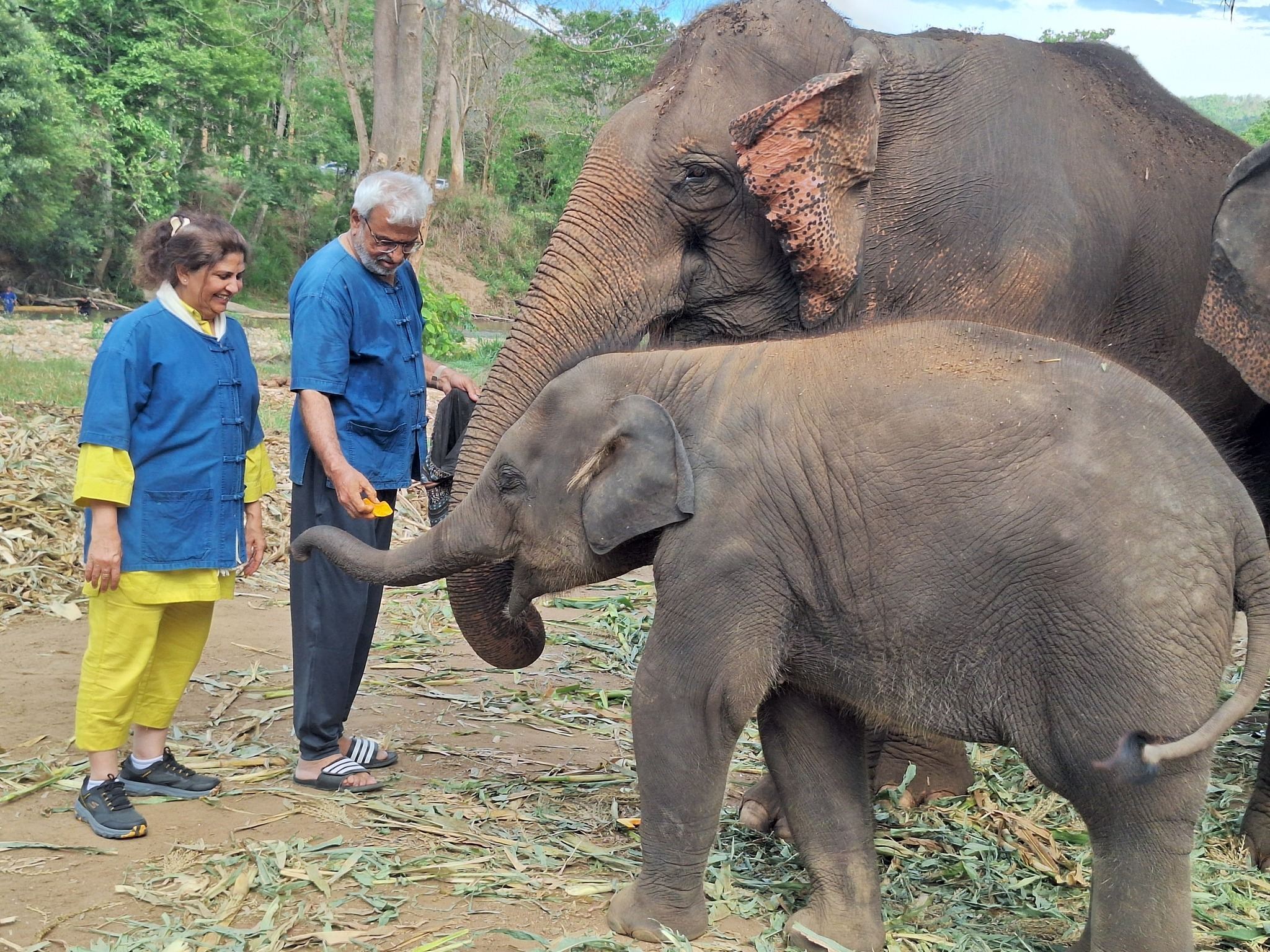 Chiang Mai Living Green Elephant Sanctuary&Foundation + Doi Inthanon National Park Hiking Day Tour