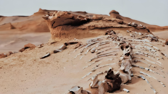 瓦迪埃爾拉揚湖 - 鯨魚谷一日遊｜億年奇觀 +小眾無坑