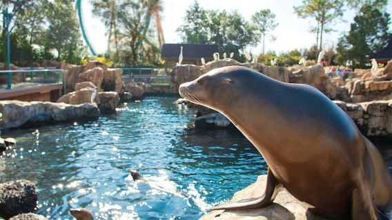 SeaWorld Orlando: Hızlı Geçiş Bileti