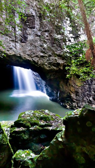Natural bridge and Springbrook Falls tour (half-day tour)