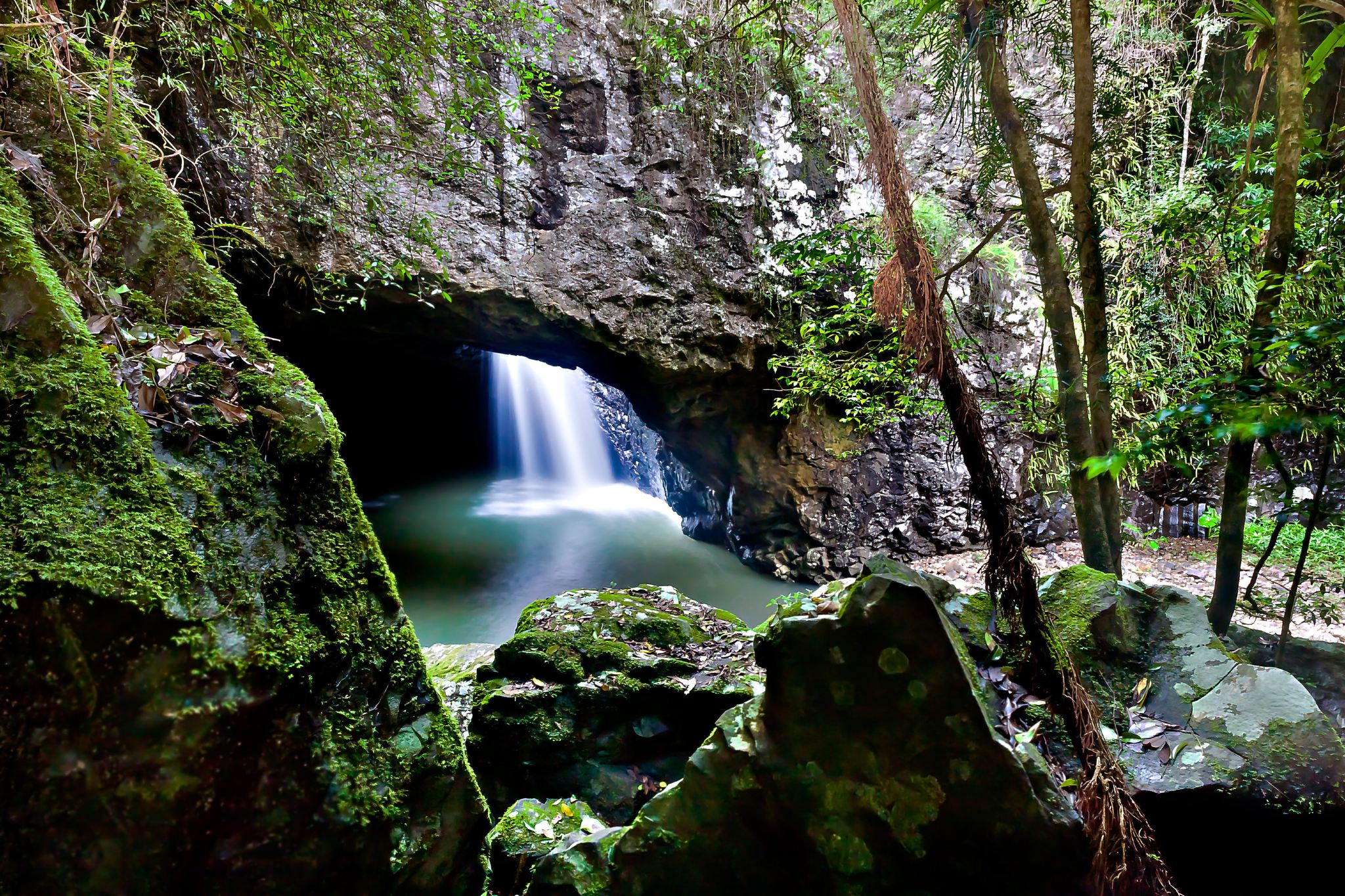 Natural Bridge and Springbrook Waterfalls Tour
