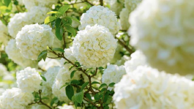 武康路-安福路-上海千古情5座/7座可選包車遊