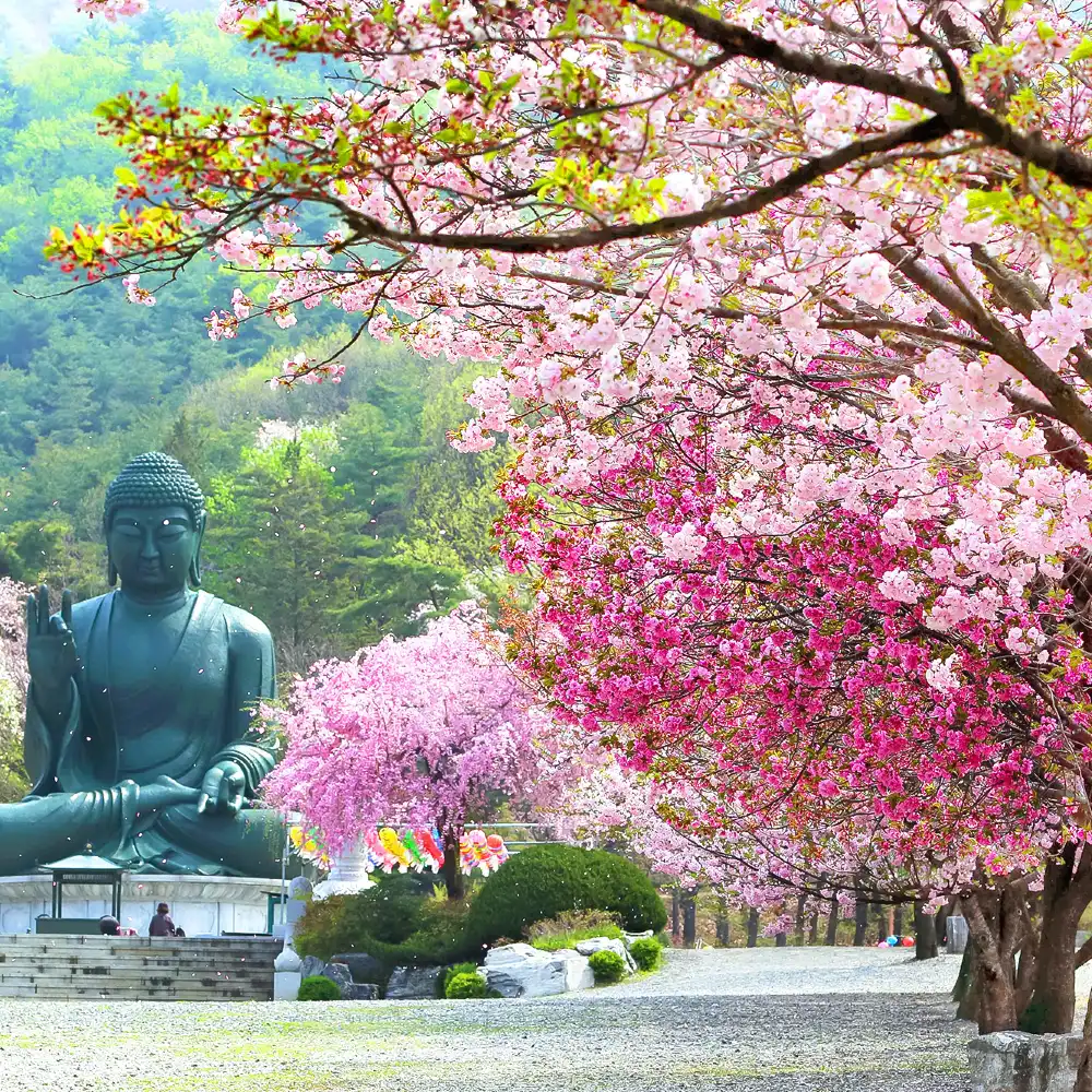 首爾出發｜全州韓屋村+ 完山公園櫻花| Trip.com