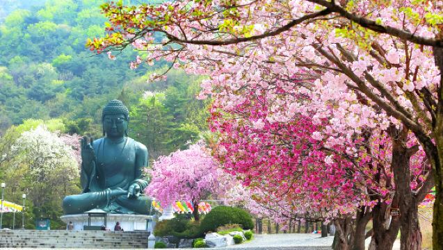 เที่ยวชมดอกซากุระที่ป้อมฮวาซองซูว็อน + วัดกักวอน寺 จากโซล (ทัวร์วันเดียว)