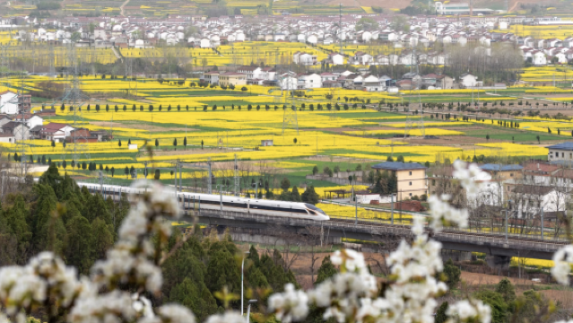Bas Ulang-Alik Menikmati Bunga - Bermula & Berakhir di Kaunti Yang ◆ [Tapak Bunga Rape Kaunti Yang + Taman Pir Burung Ibis + Tasik Jinsha]