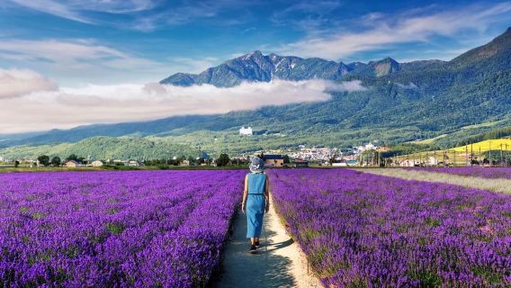 Sapporo Hokkaido Japan: Biei Furano flower fields Panoramic Flower Gardens Shikisai-no-oka Shirogane Blue Pond (Aoiike) 1-day tour 9-person small group