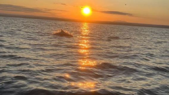 Private dolphin tour in Poreč, sunset panorama, drinks included.