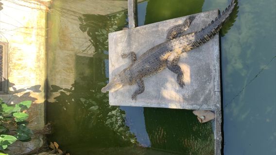 Taman Buaya Tuaran Kota Kinabalu Sabah - Kawa-kawa river cruise, Melihat Buaya, Monyet Proboscis dan Kunang-Kunang