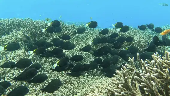 バリ島サヌールでシュノーケリング（楽園の一角で色とりどりの熱帯魚に