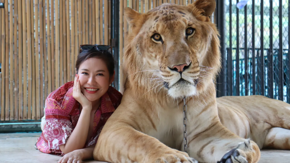 กรุงเทพ ทัวร์เหมารถส่วนตัว┃ศรีอยุธยา ไลอ้อน ปาร์ค+วัดมหาธาตุ+วัดไชยวัฒนาราม