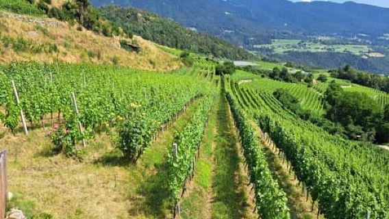 Hike & Wine: Trekking through the vineyards of Bressanone and wine tasting