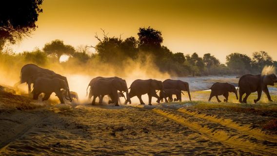 Küçük Grup: Zambezi Milli Parkı Rehberli Safari Turu