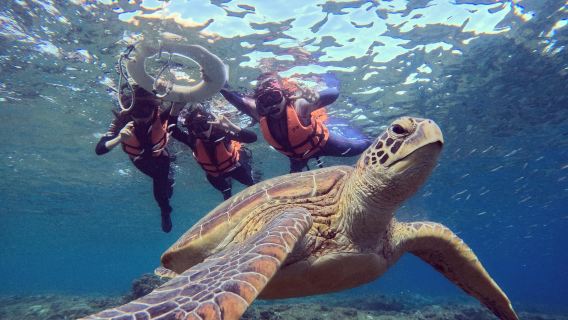 屏東琉球嶼體驗潛水浮潛2小時【小琉球浮潛體驗|附水下拍攝服務|熊潛水 Bear Diving】
