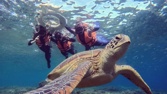 Xiaoliuqiu Bear Diving Snorkeling Experience
