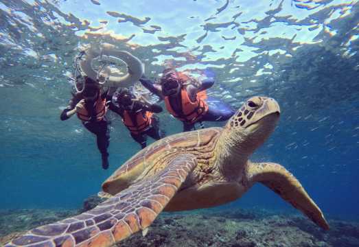 2-hour diving and snorkeling experience in Pingtung's Lambai Island [Lambai Island snorkeling experience with underwater photography service by...