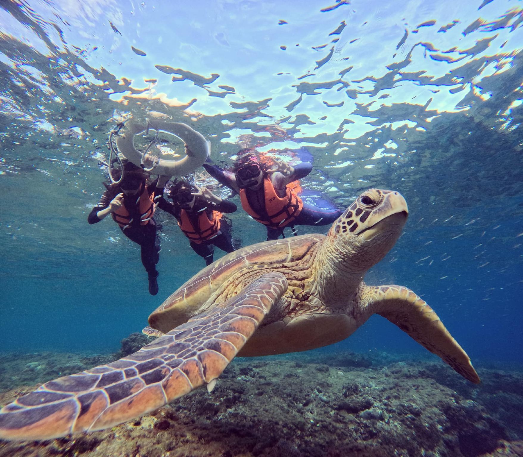 2-hour diving and snorkeling experience in Pingtung's Lambai Island [Lambai Island snorkeling experience with underwater photography service by Bear Diving]